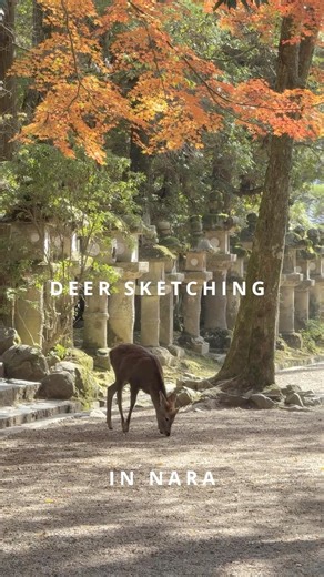 Deer sketching in Nara Japan 🦌
