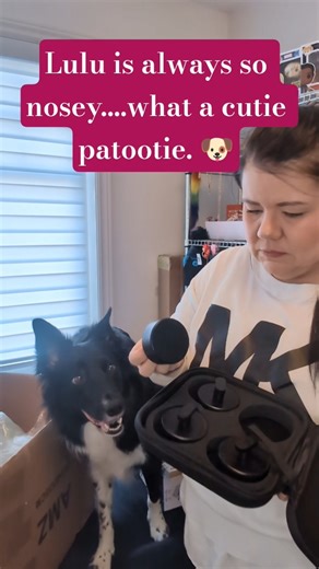 We always love a good Mystery Box! #mysterybox #cutedog