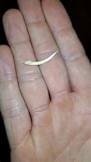 The Fascinating World of Snake Fangs: Unraveling the Mystery