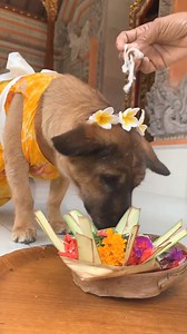 676K views · 5.3K reactions | Rahajeng Tumpek Kandang  ️ Tiktok/ iamalitbs | LOCAL BALI island | Facebook