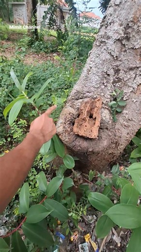 bird's nest#animals #amazinature #shortvidio