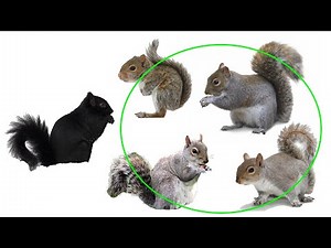 Watch how to sign 'mostly' in American Sign Language.