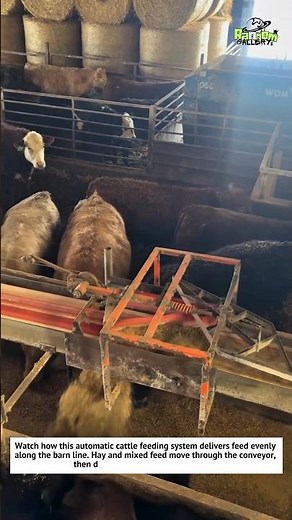 Automatic Cattle Feeding System! Smart Farm Technology in Action 🐄