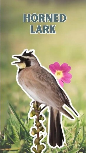 Horned Lark - Pure Nature Sounds!