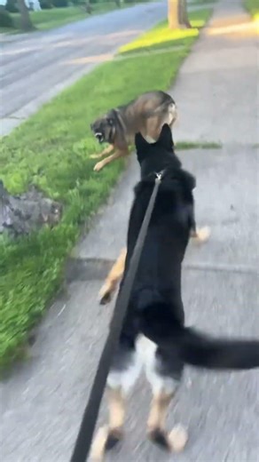 Moments Dogs Became Real Life Heroes 🐶❤️