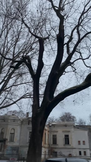 Tag toti la sef 🤭@GAMI 💶#razoor #fyp #bmw #gami #elbruso TikTok