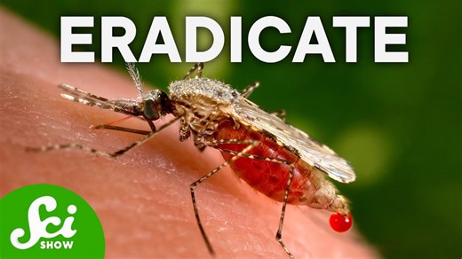 What would happen if mosquitoes went extinct?