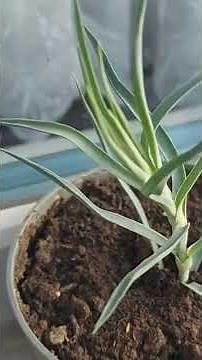 Carnation Flowers: How to Do This to Boost Flower Growth, How to Care for and Propagate Them