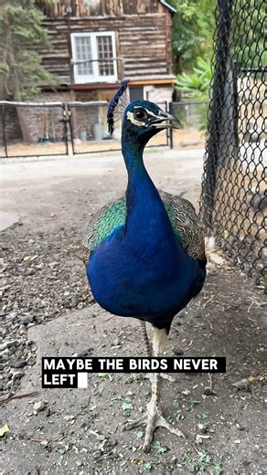Exploring the Abandoned: Allen Park, Salt Lake City 🦚