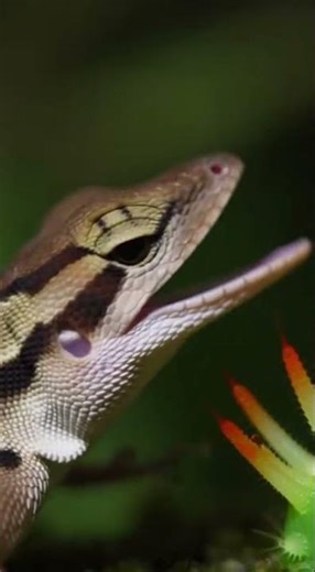 How Assassin Caterpillars' Venomous Spines Deliver a Deadly Surprise