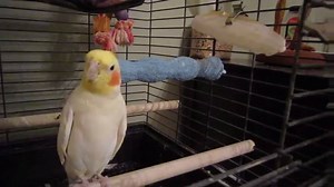 37K views · 1.4K reactions | A Happy lil' bird dancing to his favorite kind of music. :D | Parrots | Facebook