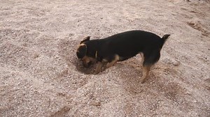 clip-1037108897-dog-digging-hole-sand-on-beach-slow