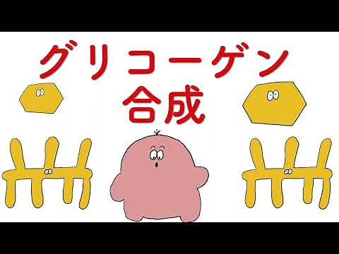 【エネルギー代謝】グリコーゲン合成