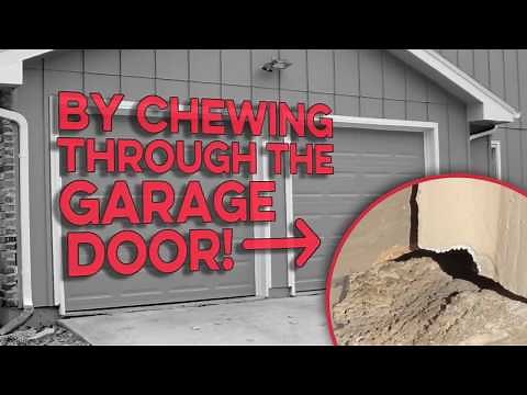 How to Prevent Mice / Rodents from entering your house with the Garage Door Rodent Guard.