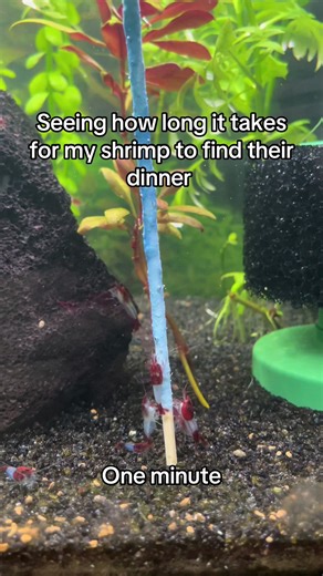 Aquarium Shrimp Sticks: Feeding Your Fish with Ease