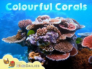 Colourful Corals