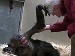 Heartbreaking moment dying chimp recognises her professor friend
