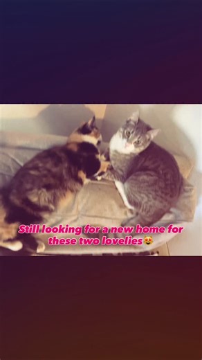 My friends are still looking to rehome these two 2 1/2 year old kitty cats. They would be the perfect addition to most any home. They are great with kids and dogs. They simply need to be rehomed because of a terrible allergic reaction that’s happening with their one year old child. They have tried absolutely everything and have come to the gut wrenching decision that they have to rehome the cats. The cats are in Mukilteo, Washington, but do not need to stay in the area. It would be best if they 