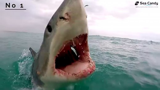 Real-life 'Jaws' moment: Great white shark leaps out of water, bears its teeth at a boat [WATCH]