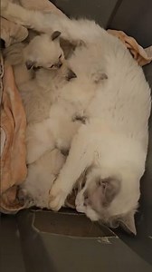 Mama Anna and her 5 babies