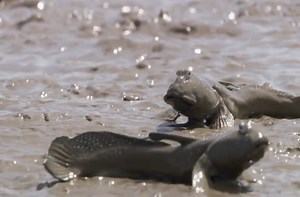 Mudskipper: A fish that can live outside of the water.