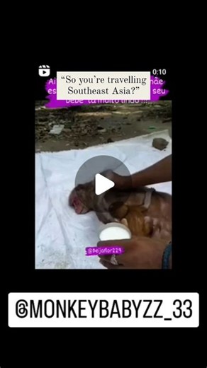 monkeybabyzz 🇮🇳 on Instagram: "Monkey 🐒 life not an easy one...."