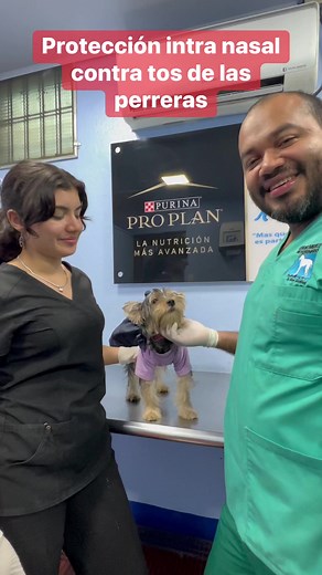 Nobivac Kc es la vacuna que protege contra una enfermedad llamada tos de las perreras o traqueobronquitis infecciosa in sola dosis intra nasal es suficiente para que tu mascota esté protegida por un año #drnoelmartinez #perro #veterinarios #tosdelasperreras #mascotas | Centro Medico Veterinario Dr. Noel Martinez