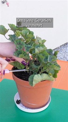 Propagating Geraniums Made Easy – How to Keep Them Blooming for Months