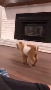 101K views · 4.7K reactions | Cutest baby goat around  Video by: @loreal_k17 | Aww Station | Facebook