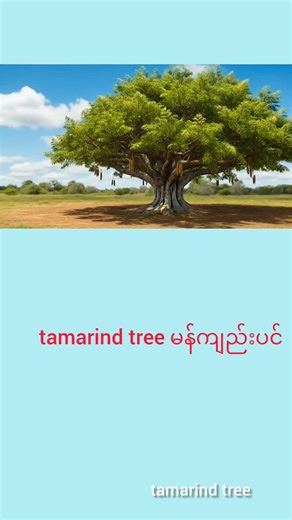 Learn about trees #english #education#youtubeshort #englishlearningclass #childrenssongs#shortvideo