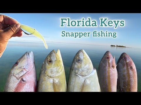 Winter fishing in Florida keys for Snappers.