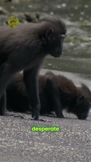 This Monkey Has No Choice 😳🐒 | Subscribe to @UltimateNatureDocs | #shorts