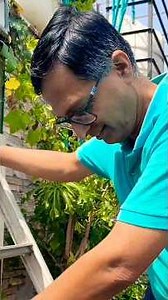 Fun with harvesting on terrace Garden #gardening #harvesting #funny #surprise