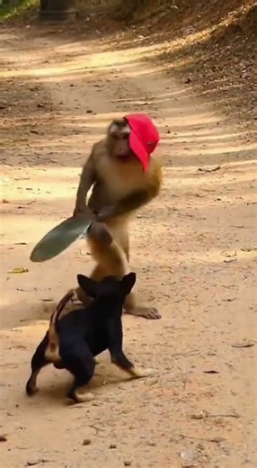 Monkey and Dog Start a Wild Fight! 🐒🐕원숭이와 강아지의 한판 대결!#FunnyAnimals #AnimalFight