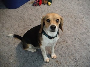 Crying Dog Video Lonely Cute LOL Sad Funny Homesick Pocket Beagle