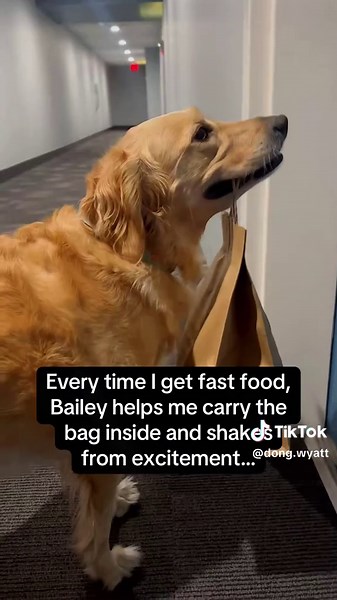 Understanding the Benefits of Dogs as Helpers