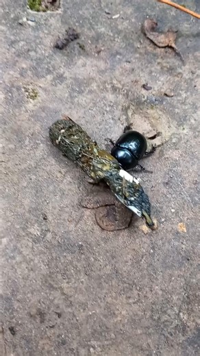 Rolling into 2026 like... 💩 This here is a determined dung beetle shifting fresh pine marten scat up a slope in Dollar Glen. These beetles consume nutrients from dung but also roll it away to a safe place, laying a single egg in the brood ball which provides food for the offspring larva. 📍 Dollar Glen, Clackmannanshire 📸 Helen Costin #ForTheLoveOfScotland | National Trust for Scotland