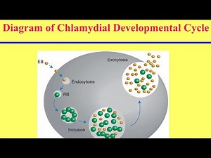 الخصائص العامة لبكتيريا الكلاميديا General Characters of Chlamydia