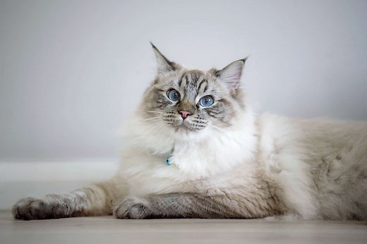 Lynx Point Ragdoll Cat: Info, Facts, Traits & More (With Pictures)
