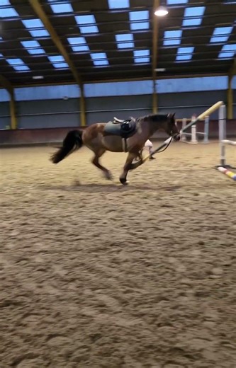 Lunging loki over jumps