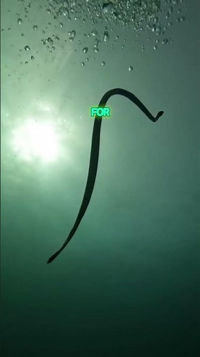 Amazing Facts About the banded sea krait #seasnakes