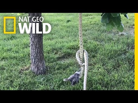 Two Hungry Snakes Fight Over a Bird in Rare Encounter | Nat Geo Wild