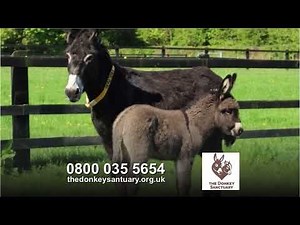 The Donkey Sanctuary - TV Advert (2011)
