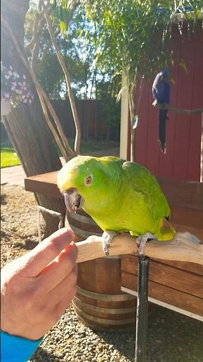 Amazing Singing Parrot