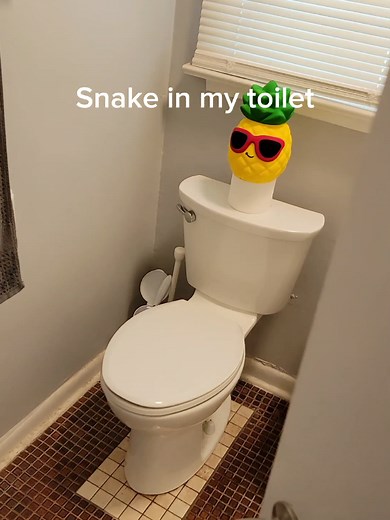 Giant Snake Found in My Toilet!