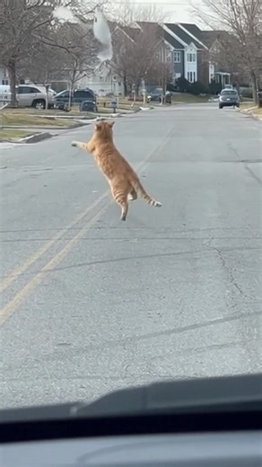 Aventure Routière du Chat Regardez la rencontre hilarante du chat avec une voiture! #fblifestyle #AI Generated using Kling AI . . . (À des fins de divertissement uniquement. Consulter des professionnels si des conseils sur les activités sont présentés. Aucune affiliation à une marque n'est implicite si elle est représentée. Si le contenu s'inspire d'événements réels, des adaptations créatives peuvent être incluses. Le contenu peut inclure des images publiques.) | Fabiosa Animation