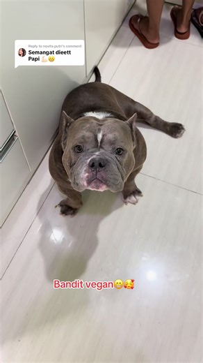 Diet Sehat Untuk American Bully dan Vegan