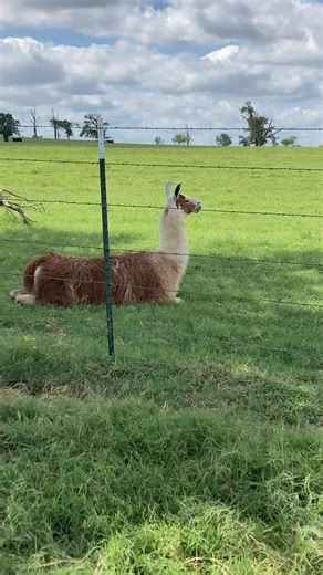 16K views · 731 reactions | Carl is the most handsomest Llama there ever was! #texasrancher #carlthellama #cuteanimals #reelsfbシ #shortsvideos #toosexy #funnyreels | Texas Rancher | Facebook
