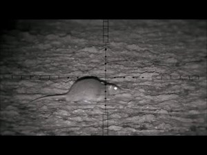 Rat Despatch XVI - Outstanding Single Session