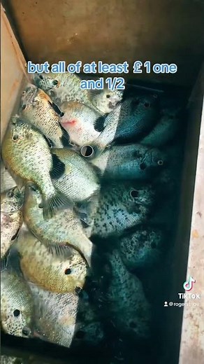 Shellcracker fishing is the best!!